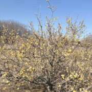 ヒメ日記 2026/01/17 14:01 投稿 キキ 水戸角海老