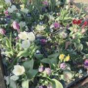 ヒメ日記 2026/01/18 16:21 投稿 キキ 水戸角海老