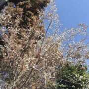 ヒメ日記 2026/01/31 20:21 投稿 キキ 水戸角海老