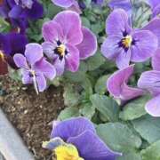 ヒメ日記 2026/02/28 14:11 投稿 キキ 水戸角海老