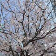 ヒメ日記 2026/03/24 17:21 投稿 キキ 水戸角海老