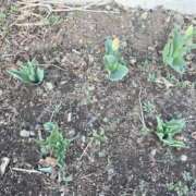 ヒメ日記 2026/03/27 18:41 投稿 キキ 水戸角海老