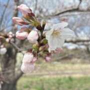 ヒメ日記 2026/03/29 11:21 投稿 キキ 水戸角海老