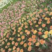 ヒメ日記 2026/04/16 12:31 投稿 キキ 水戸角海老