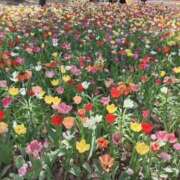 ヒメ日記 2026/04/24 19:21 投稿 キキ 水戸角海老