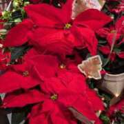 ヒメ日記 2024/12/14 12:06 投稿 白星きずな 大人めシンデレラ 新横浜店（シンデレラグループ）