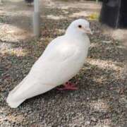 ヒメ日記 2026/04/12 19:03 投稿 白星きずな 大人めシンデレラ 新横浜店（シンデレラグループ）