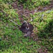 ヒメ日記 2026/04/13 07:45 投稿 白星きずな 大人めシンデレラ 新横浜店（シンデレラグループ）