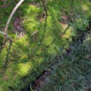 ヒメ日記 2026/04/13 18:21 投稿 白星きずな 大人めシンデレラ 新横浜店（シンデレラグループ）