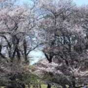 ヒメ日記 2026/04/04 04:05 投稿 なみか 渋谷蘭の会