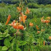 ヒメ日記 2025/09/01 23:24 投稿 ゆうき 成田人妻講座