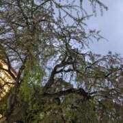 ヒメ日記 2026/04/05 13:15 投稿 しずく 成田人妻講座