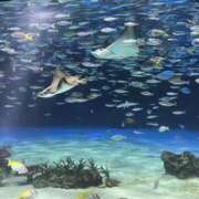 ヒメ日記 2025/04/04 23:08 投稿 しおん 千葉松戸ちゃんこ