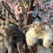 ヒメ日記 2025/04/13 22:10 投稿 しおん 千葉松戸ちゃんこ