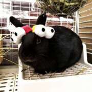 ヒメ日記 2025/09/20 22:57 投稿 しおん 千葉松戸ちゃんこ