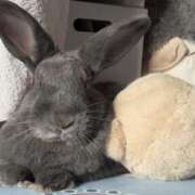 ヒメ日記 2025/10/29 22:21 投稿 しおん 千葉松戸ちゃんこ