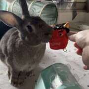 ヒメ日記 2026/02/03 21:14 投稿 しおん 千葉松戸ちゃんこ