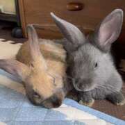 ヒメ日記 2026/02/10 22:06 投稿 しおん 千葉松戸ちゃんこ