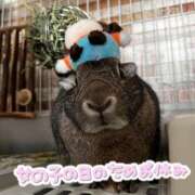 しおん しばらく 千葉松戸ちゃんこ