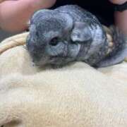 ヒメ日記 2025/06/06 21:28 投稿 りの 舐めたくてグループ～君とサプライズ学園～越谷校