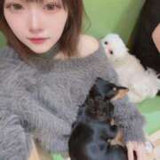 りの 犬カフェるんるん🎶 舐めたくてグループ～君とサプライズ学園～越谷校