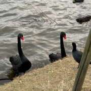 ヒメ日記 2025/12/05 06:55 投稿 三田りょうこ プランタン大塚