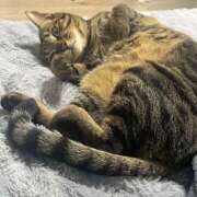 ヒメ日記 2026/03/19 19:40 投稿 しずか 逆電車ごっこ ～GLAMOROUS TRAIN～