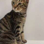 ヒメ日記 2026/03/28 13:20 投稿 しずか 逆電車ごっこ ～GLAMOROUS TRAIN～