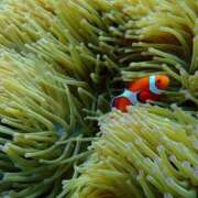 ヒメ日記 2026/04/26 13:40 投稿 しずか 逆電車ごっこ ～GLAMOROUS TRAIN～