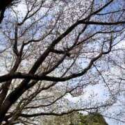 ヒメ日記 2025/03/30 15:39 投稿 渡辺　ゆかり イラマチーオ新宿店