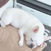 ヒメ日記 2025/01/04 10:33 投稿 ことは みつらん鉄道