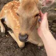 ヒメ日記 2025/06/28 05:44 投稿 ことは みつらん鉄道