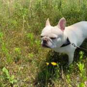 ヒメ日記 2025/12/06 17:53 投稿 ことは みつらん鉄道