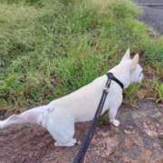 ヒメ日記 2025/12/21 05:44 投稿 ことは みつらん鉄道