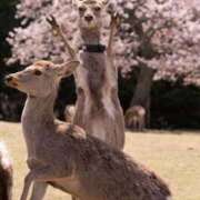 ヒメ日記 2025/04/26 20:57 投稿 エマ バニーコレクション秋田店