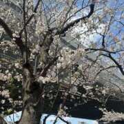 ヒメ日記 2025/04/09 16:51 投稿 ☆えりか☆ 100％本人が来る店！！デリヘル『ロイヤルフラッシュ』