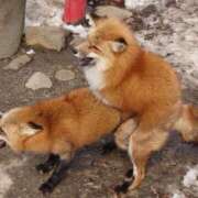 ヒメ日記 2024/12/30 05:50 投稿 あめ 奥様特急新潟店