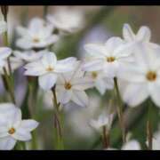 ヒメ日記 2026/01/27 20:02 投稿 栞(しおり) グランドオペラ横浜