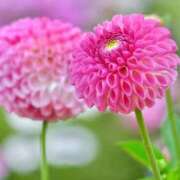 栞(しおり) 感♡•㉦•♡謝 グランドオペラ横浜