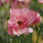 栞(しおり) 🌷🌱🌸🌿🌼☘️🌈•*¨*•.¸¸♬︎♪♪ グランドオペラ横浜