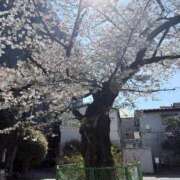 ヒメ日記 2026/04/04 05:16 投稿 タマキ COCOMERO（ココメロ）