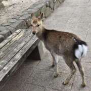 ヒメ日記 2025/02/21 10:17 投稿 まなか アラモード