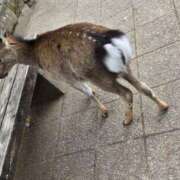 ヒメ日記 2025/06/30 08:47 投稿 まなか アラモード