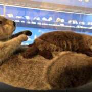 ヒメ日記 2026/03/08 20:40 投稿 まなか アラモード