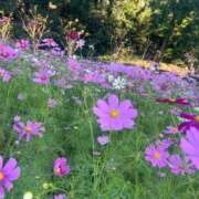 ヒメ日記 2025/10/12 10:40 投稿 体験☆サイリ チュパチャップス