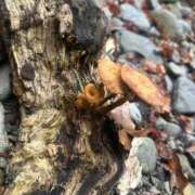 ヒメ日記 2025/11/23 17:50 投稿 体験☆サイリ チュパチャップス