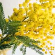 ヒメ日記 2025/08/09 13:09 投稿 希　望 [ノゾミ] ゆるふわ彼女