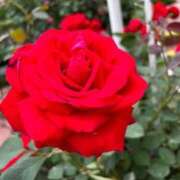 ヒメ日記 2025/05/20 19:19 投稿 園田ねね 西川口デッドボール