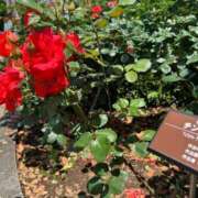 ヒメ日記 2025/06/05 09:58 投稿 園田ねね 西川口デッドボール