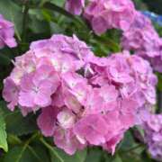 ヒメ日記 2025/06/16 15:28 投稿 園田ねね 西川口デッドボール